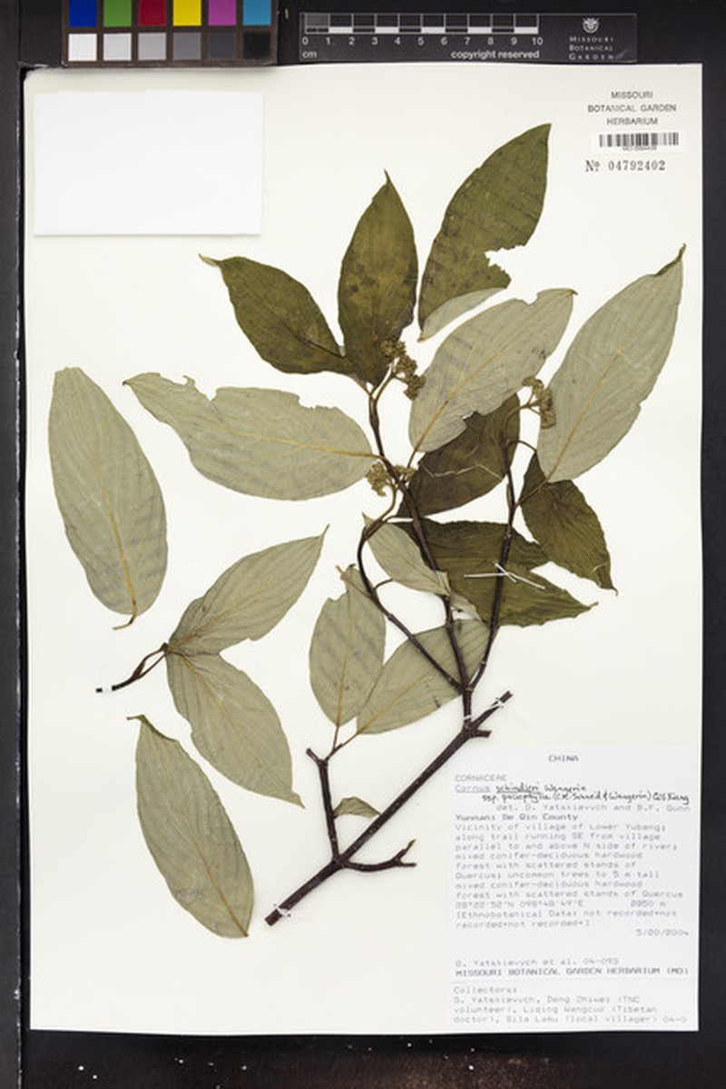 Cornus schindleri subsp. poliophylla photo 2