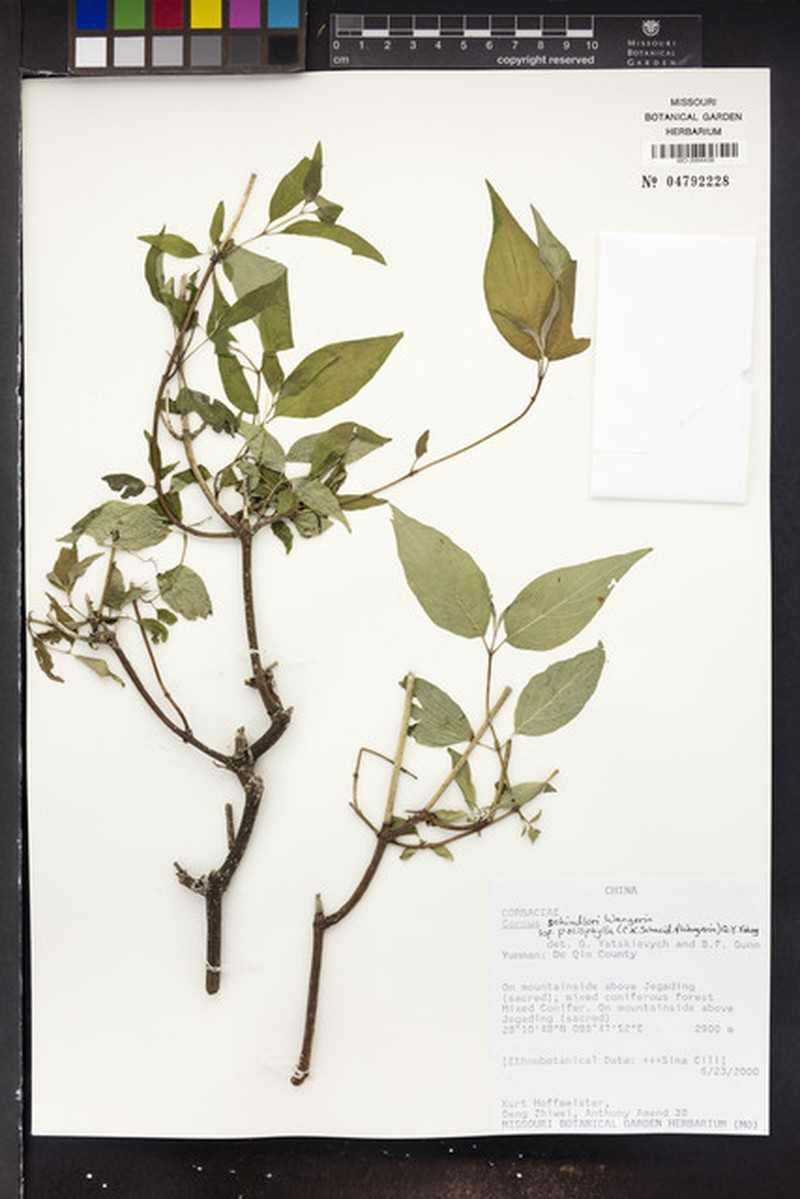 Cornus schindleri subsp. poliophylla photo 3