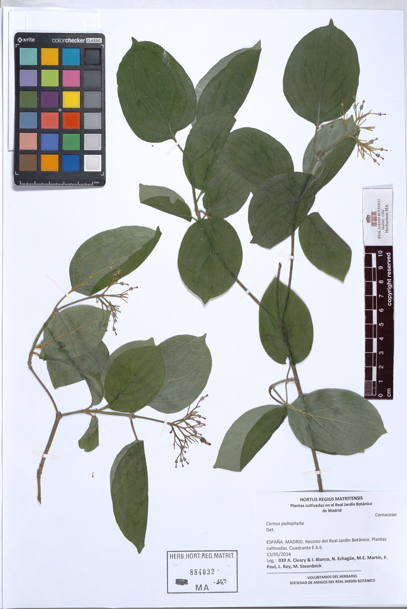 Cornus schindleri subsp. poliophylla photo 4