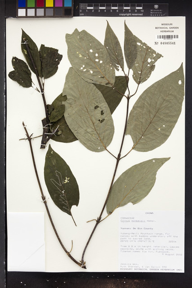 Cornus schindleri subsp. schindleri