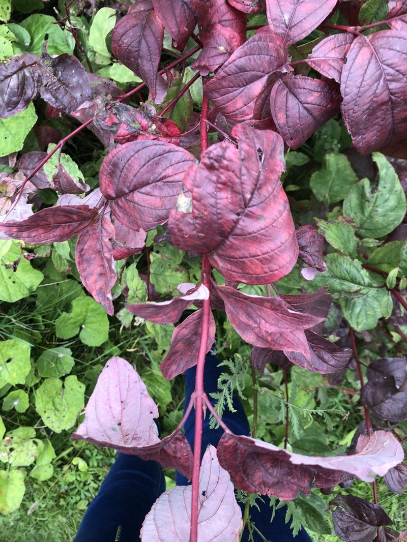 Redosier Dogwood