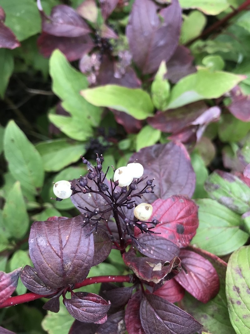 Redosier Dogwood photo 2