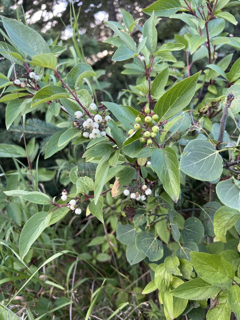 Redosier Dogwood photo 3