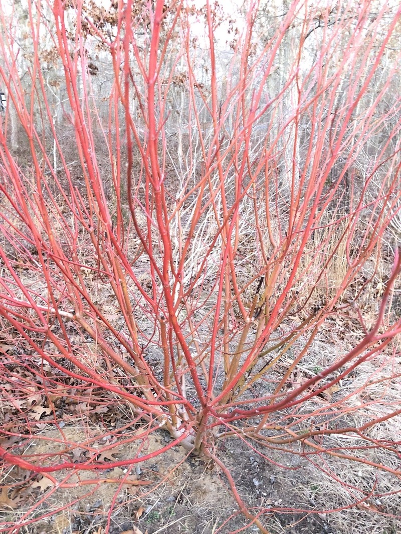 Redosier Dogwood photo 5