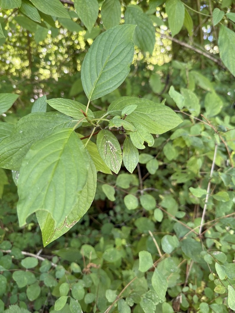 Redosier Dogwood photo 6