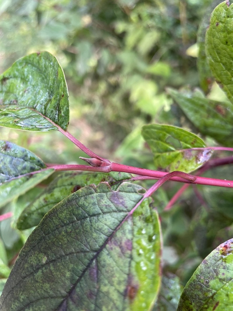 Redosier Dogwood photo 7