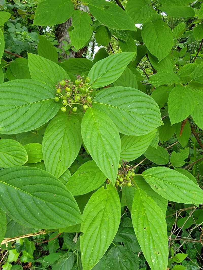 Redosier Dogwood photo 8