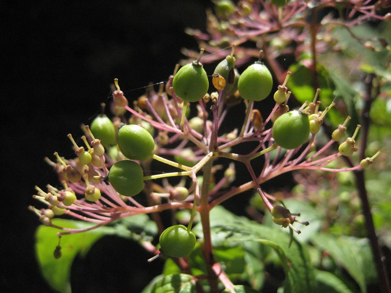 Blackfruit Dogwood