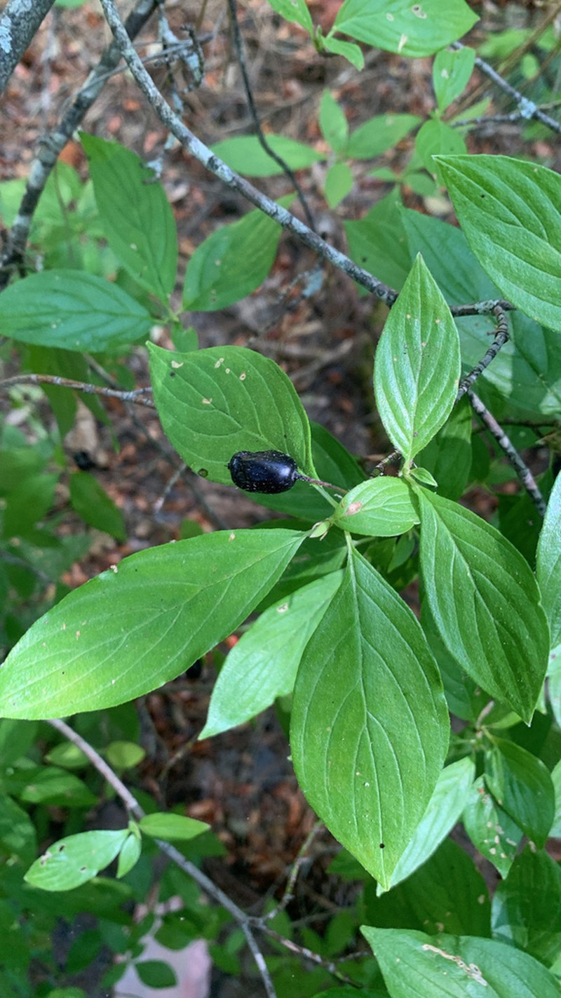 Blackfruit Dogwood