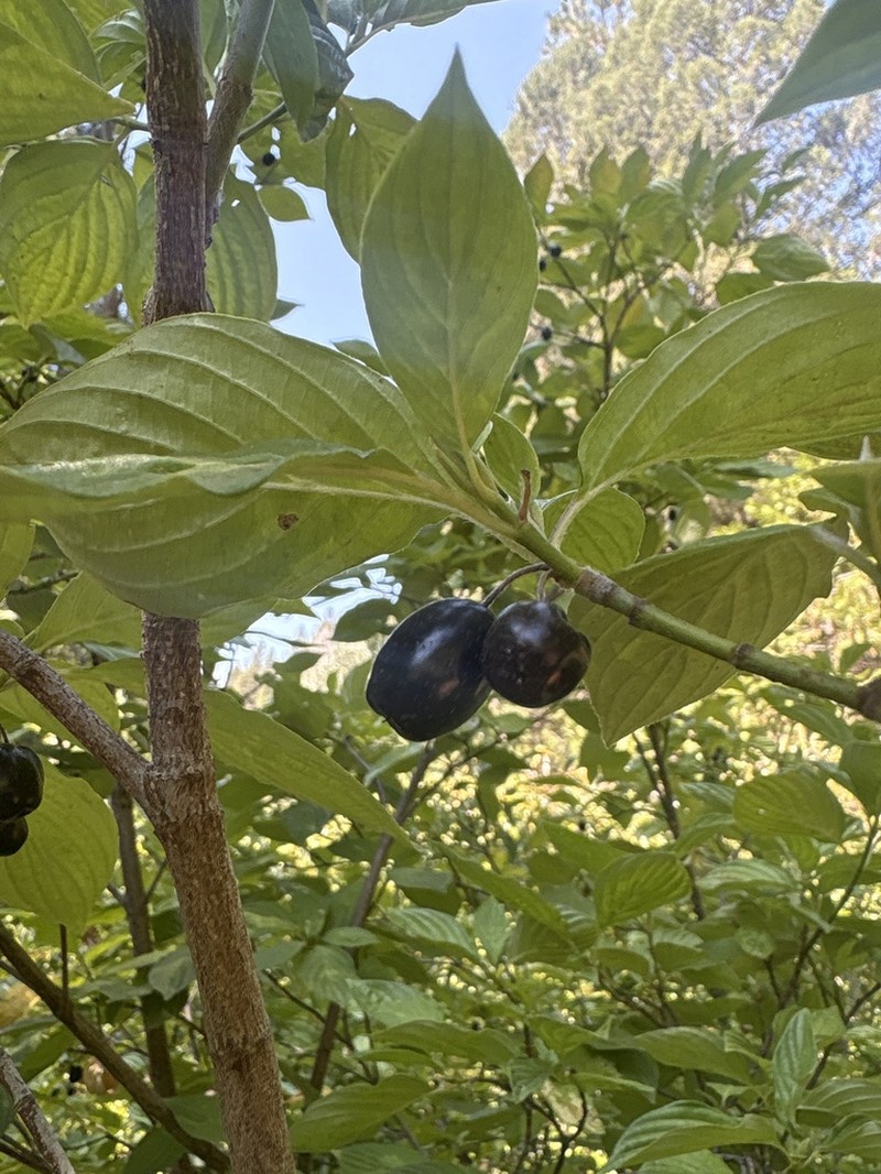 Blackfruit Dogwood photo 2
