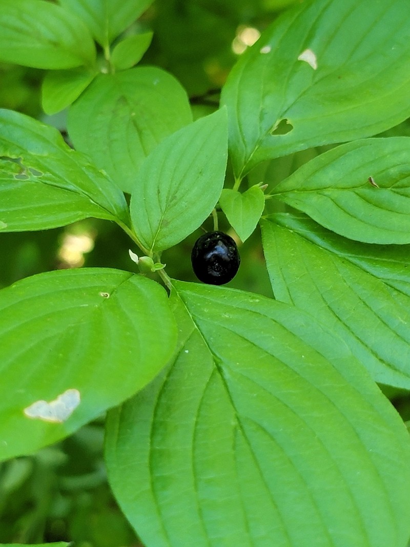 Blackfruit Dogwood photo 3