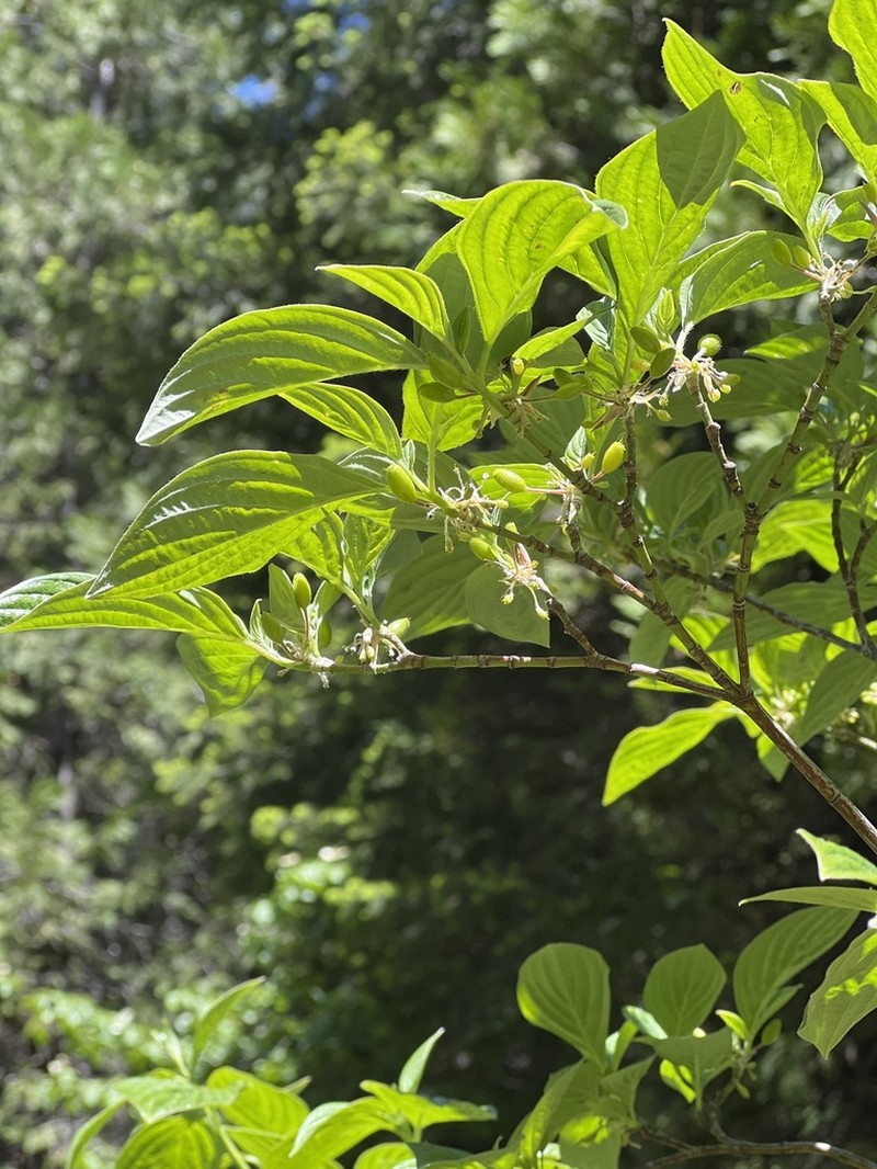 Blackfruit Dogwood photo 5