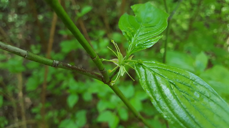 Blackfruit Dogwood photo 6