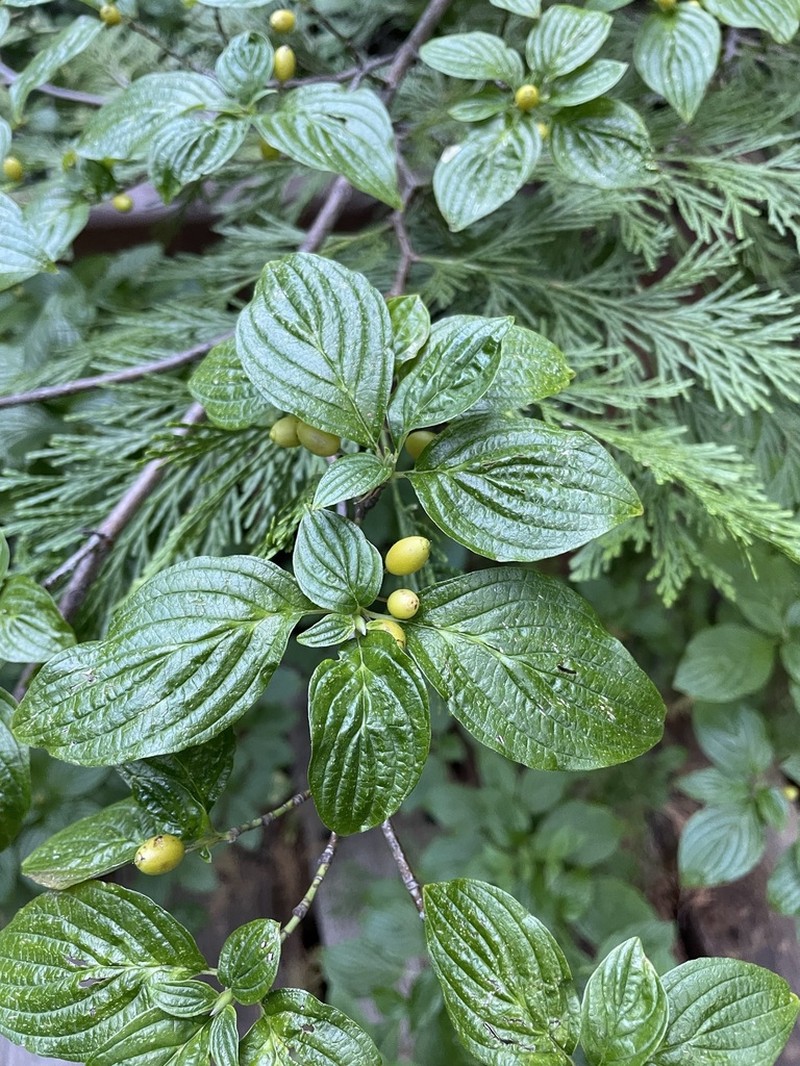 Blackfruit Dogwood photo 7