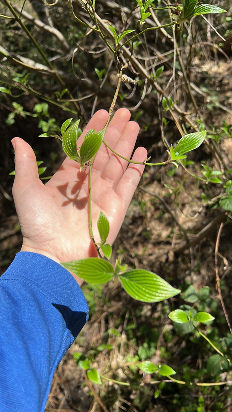 Blackfruit Dogwood photo 8