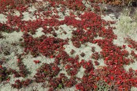 Lapland Cornel