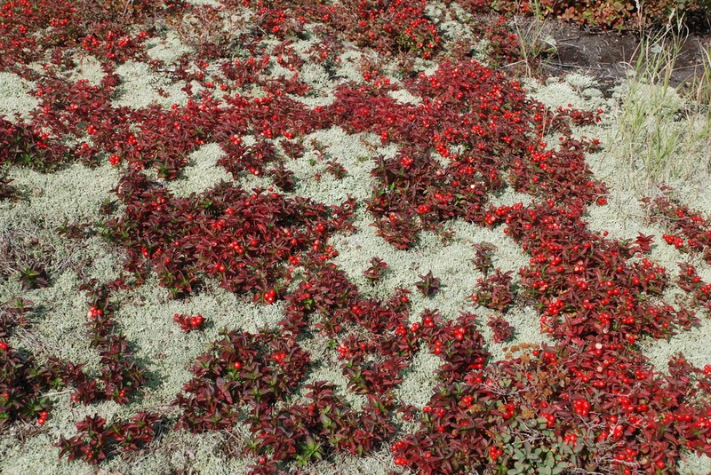 Lapland Cornel