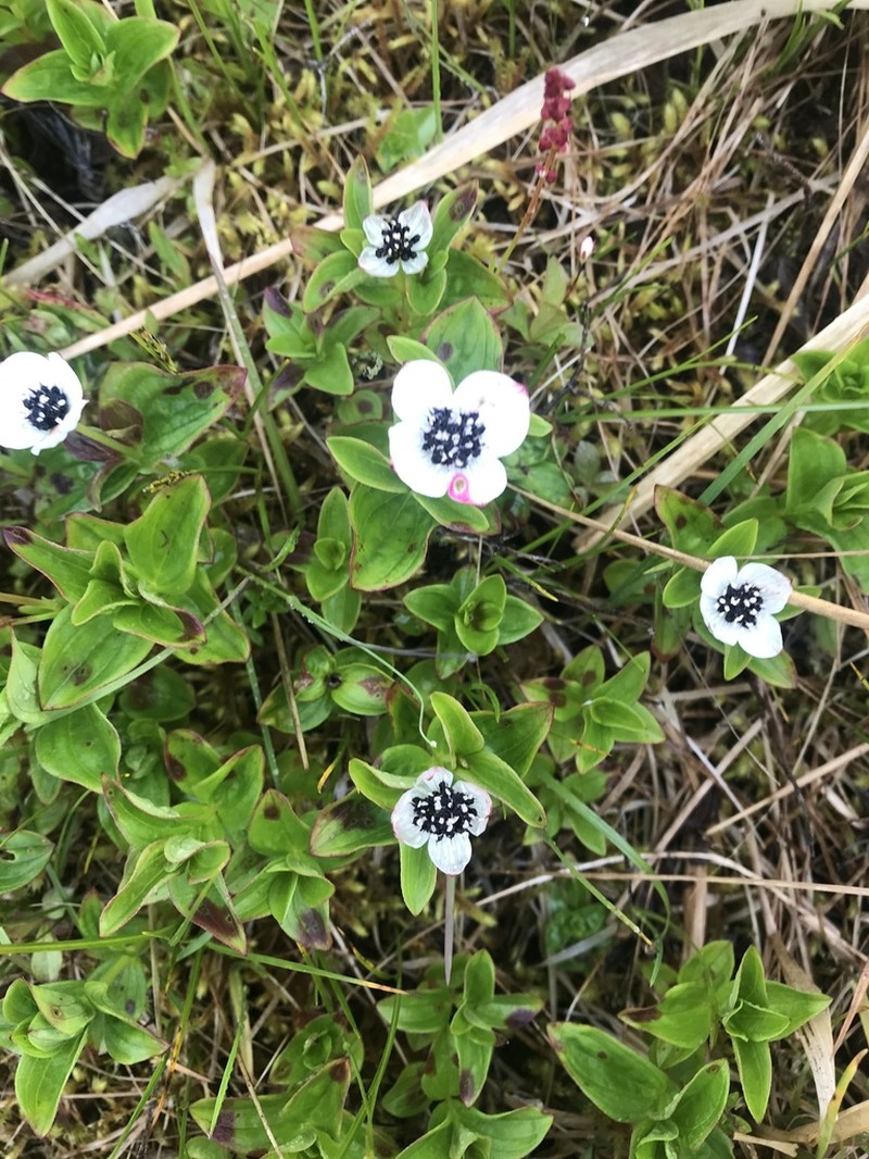 Lapland Cornel photo 3