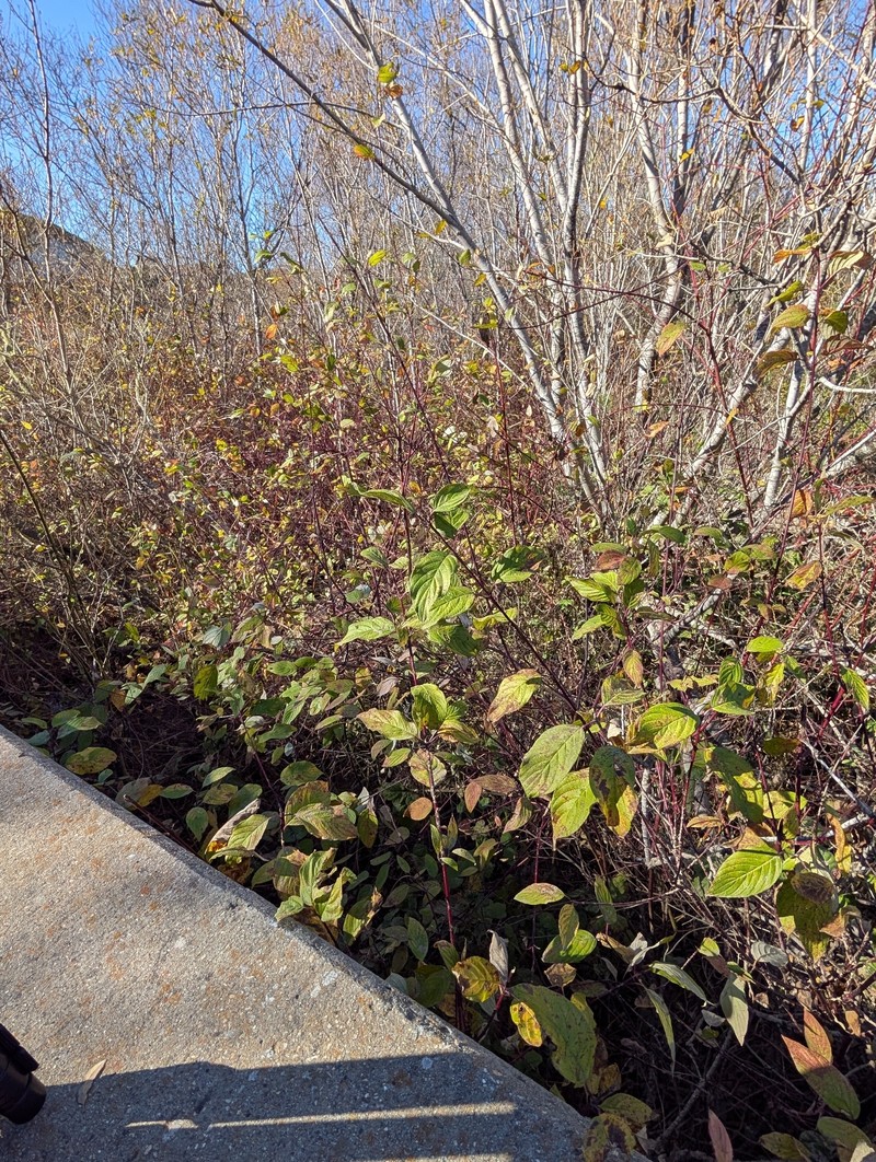 Cornus torreyi