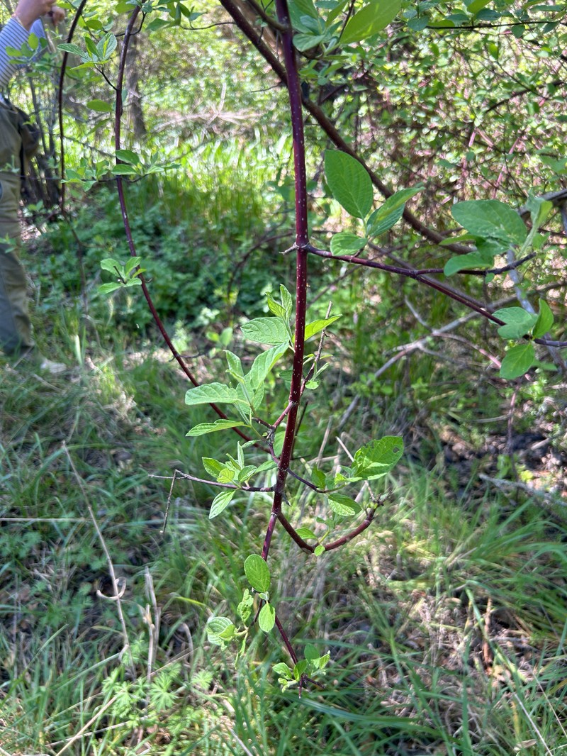 Cornus torreyi photo 2