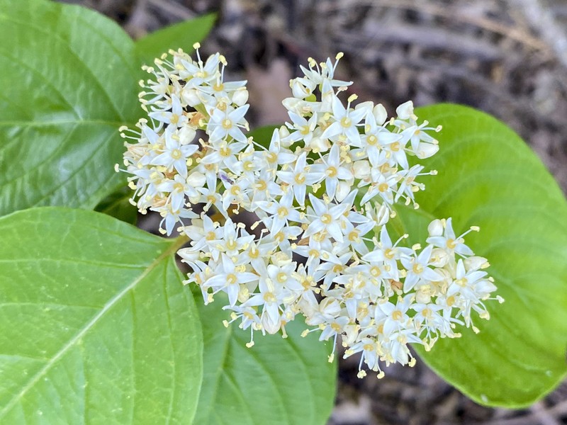 Cornus torreyi photo 3