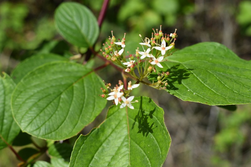 Cornus torreyi photo 4