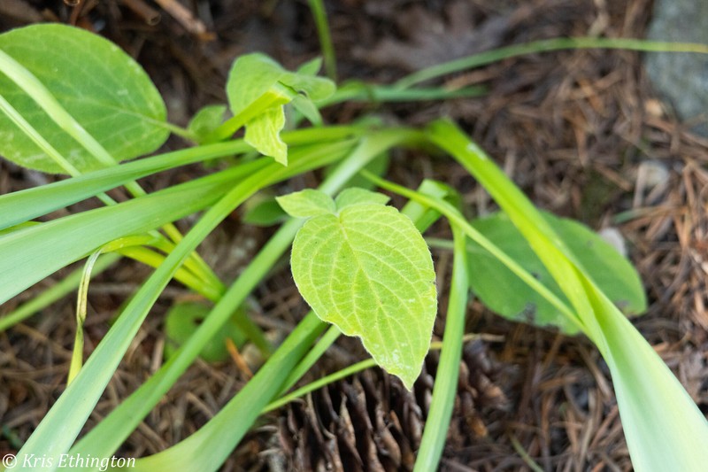 Cornus torreyi photo 5