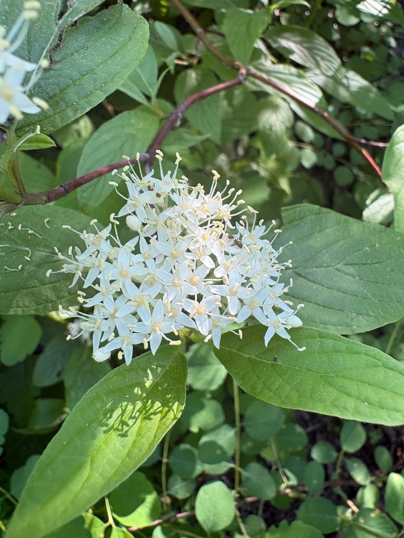 Cornus torreyi photo 6