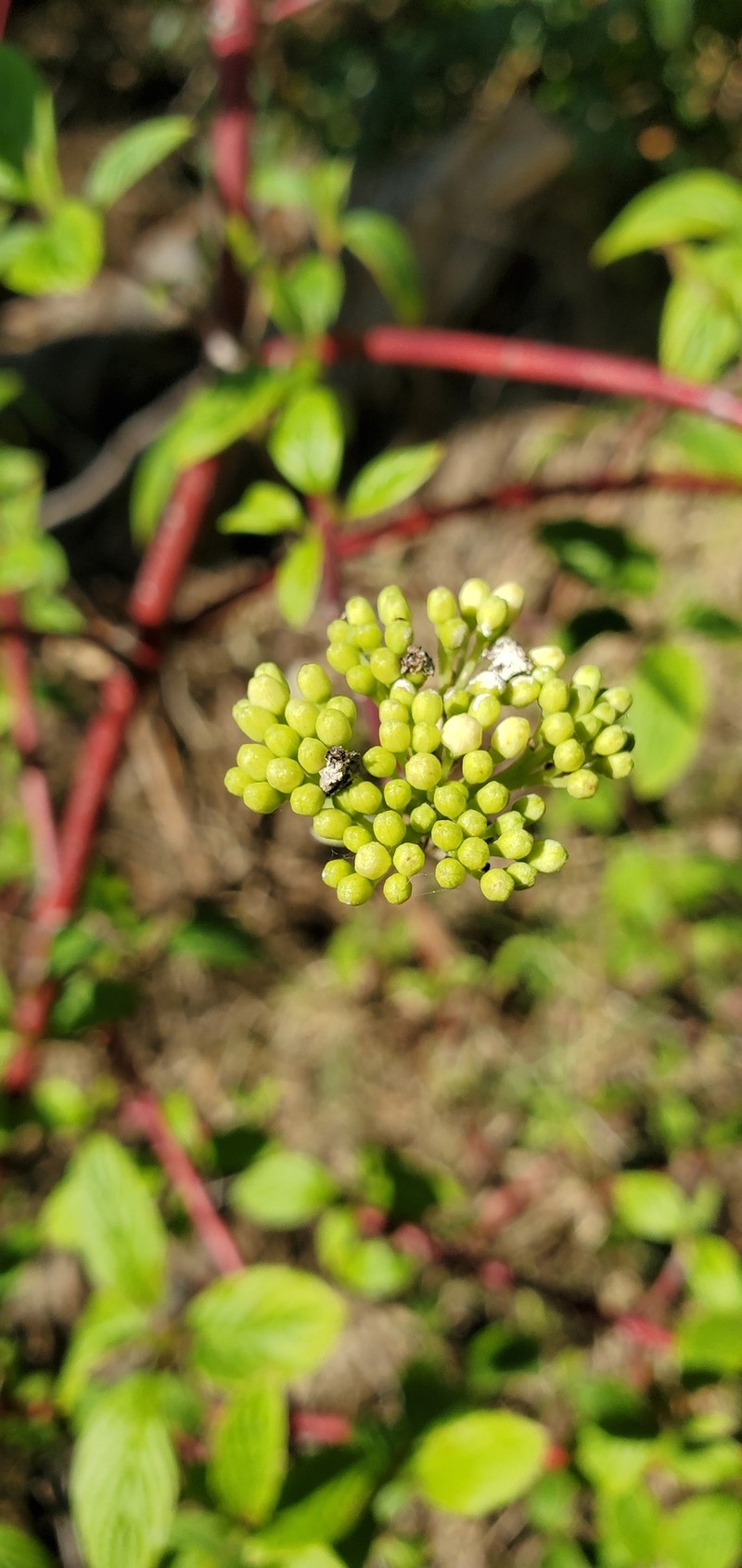 Cornus torreyi photo 7