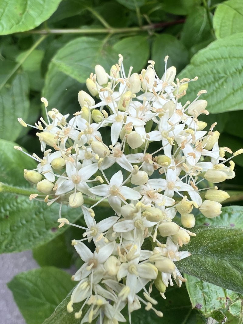 Cornus torreyi photo 8