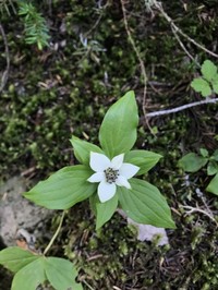 Western Cordilleran Bunchberry