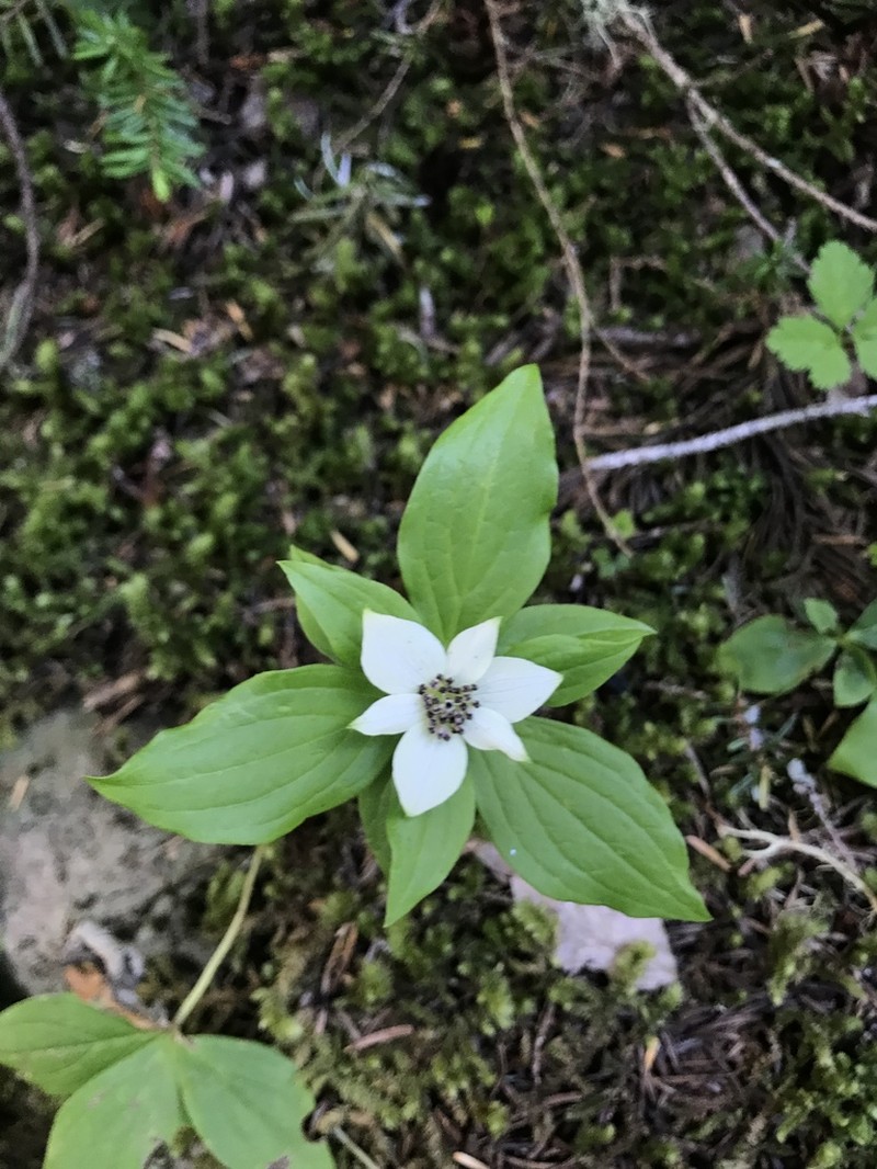 Western Cordilleran Bunchberry