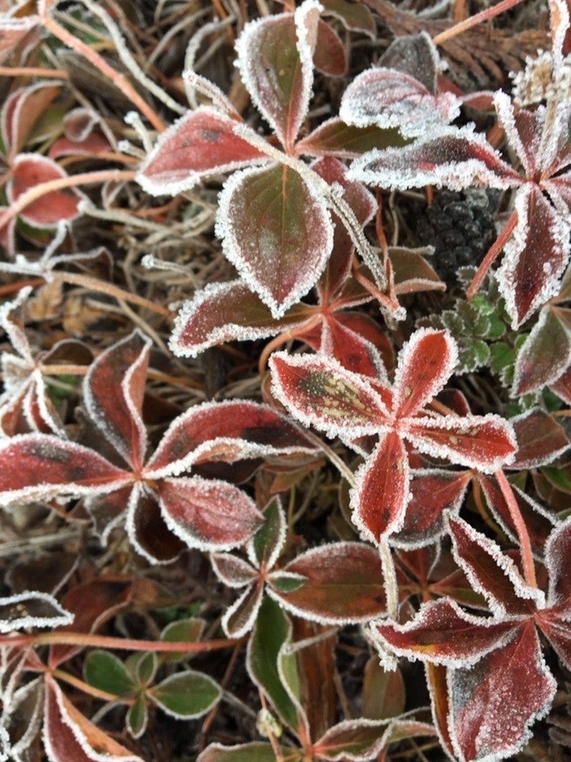 Western Cordilleran Bunchberry photo 2