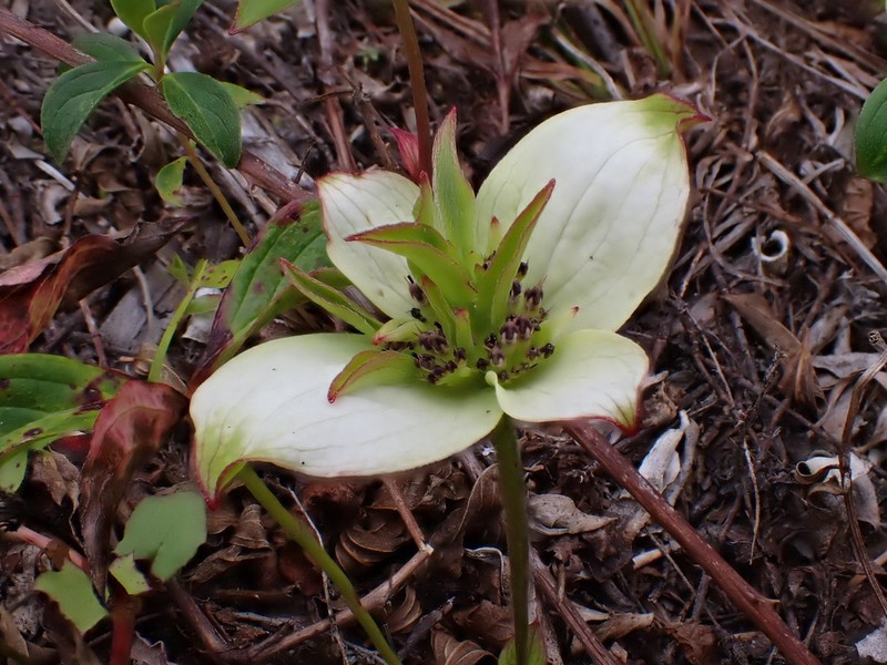 Western Cordilleran Bunchberry photo 3