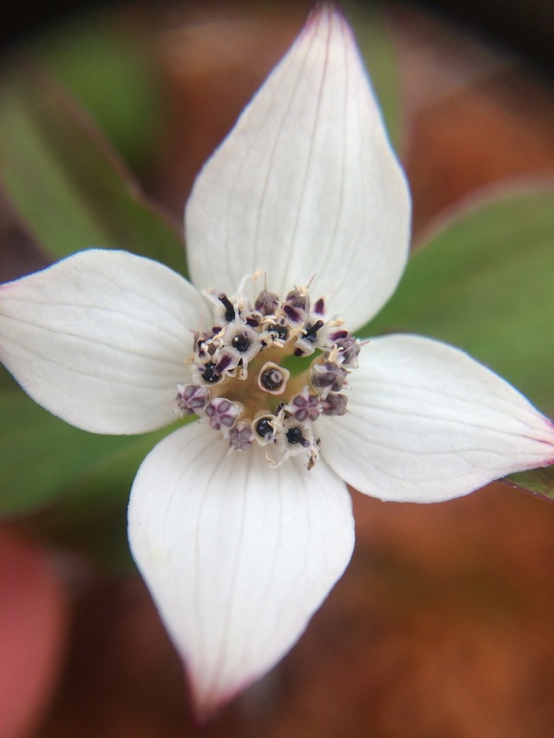 Western Cordilleran Bunchberry photo 4