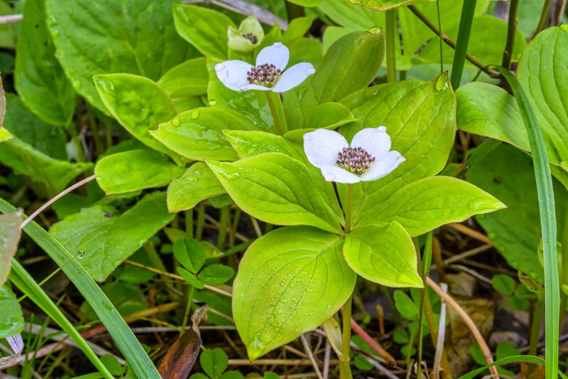 Western Cordilleran Bunchberry photo 5