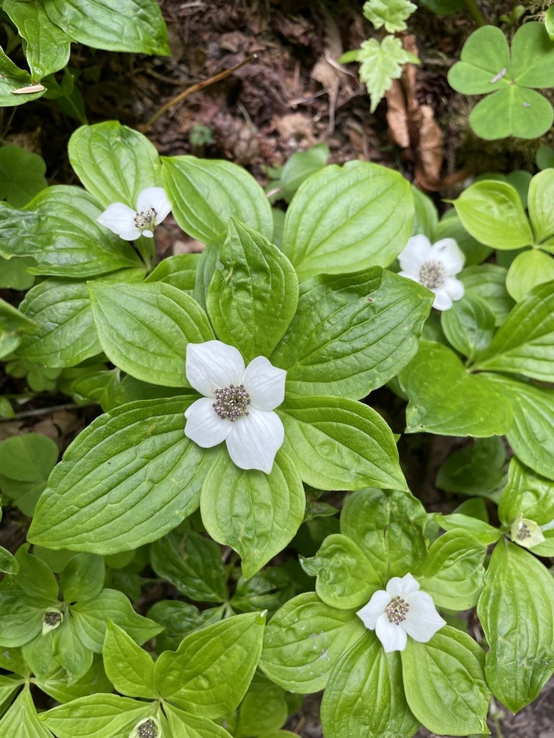 Western Cordilleran Bunchberry photo 6