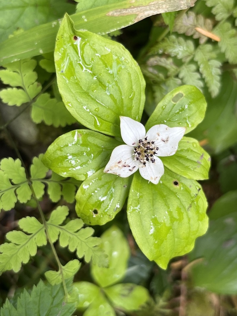 Western Cordilleran Bunchberry photo 7
