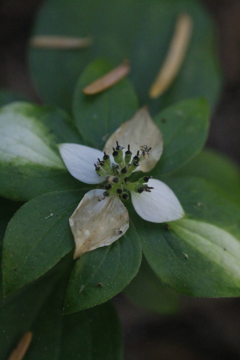 Western Cordilleran Bunchberry photo 8