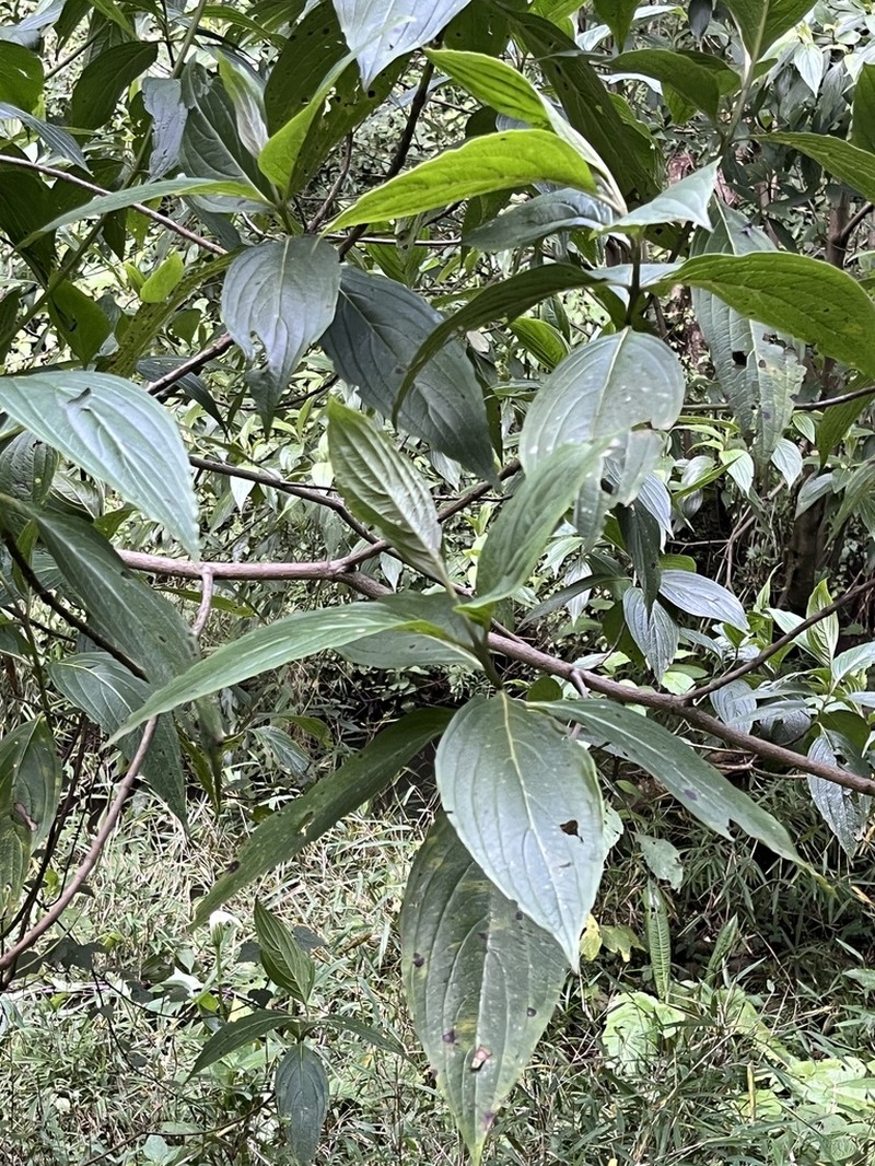 Cornus volkensii