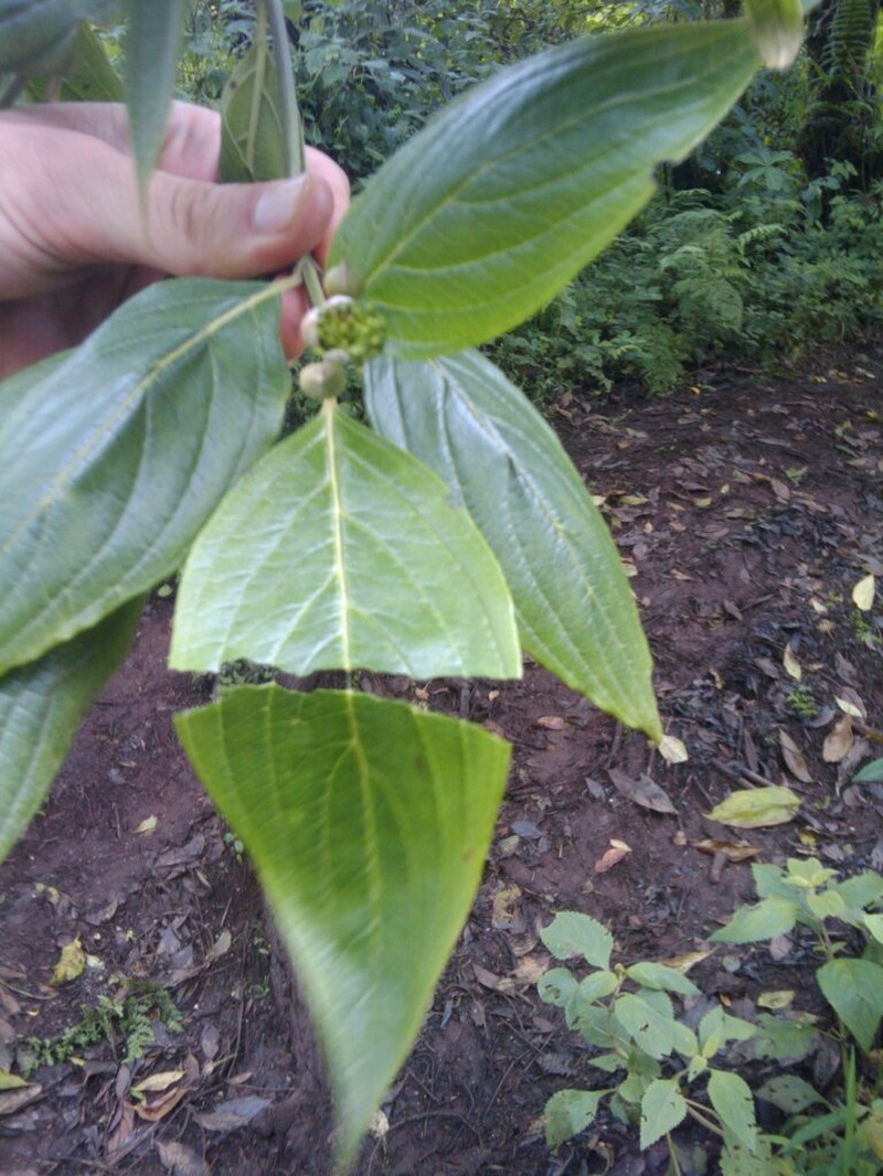 Cornus volkensii photo 2