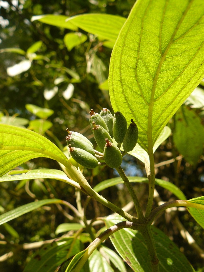 Cornus volkensii photo 3