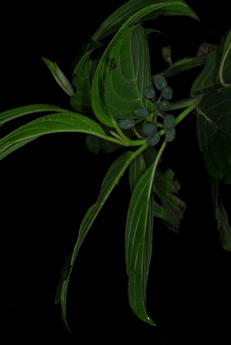 Cornus volkensii photo 5