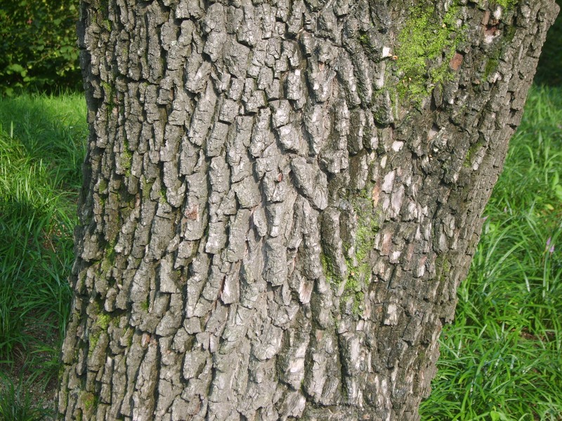Cornus walteri photo 2