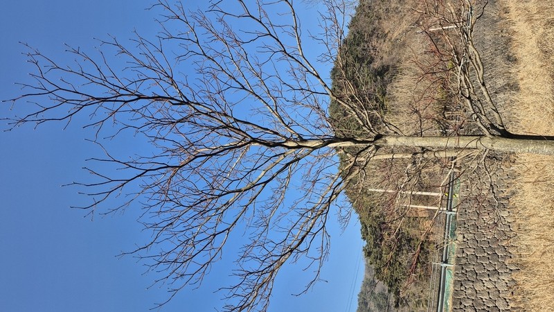 Cornus walteri photo 3