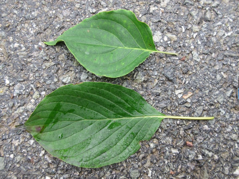 Cornus walteri photo 4