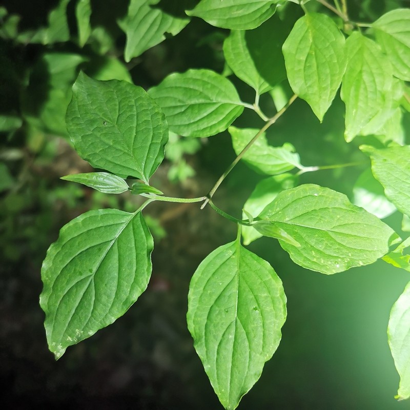 Cornus walteri photo 5