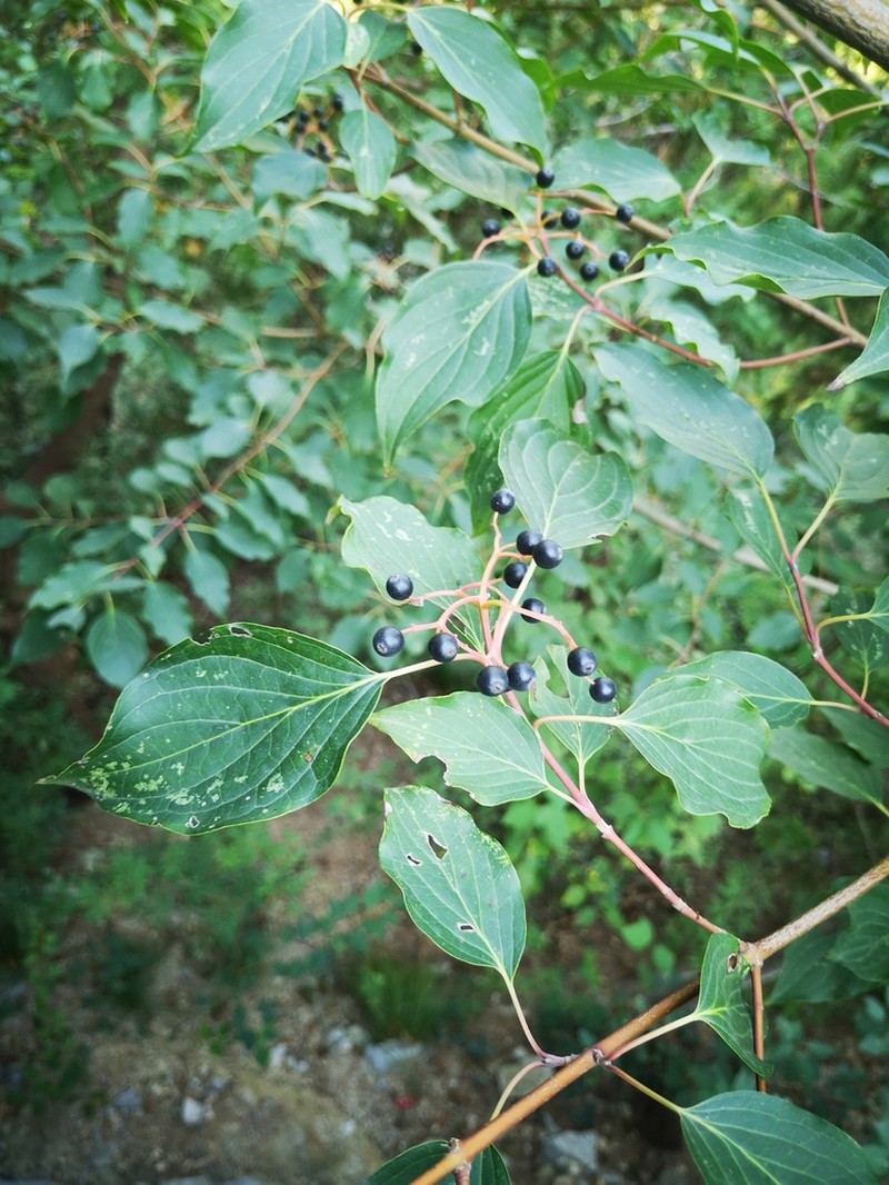 Cornus walteri photo 6