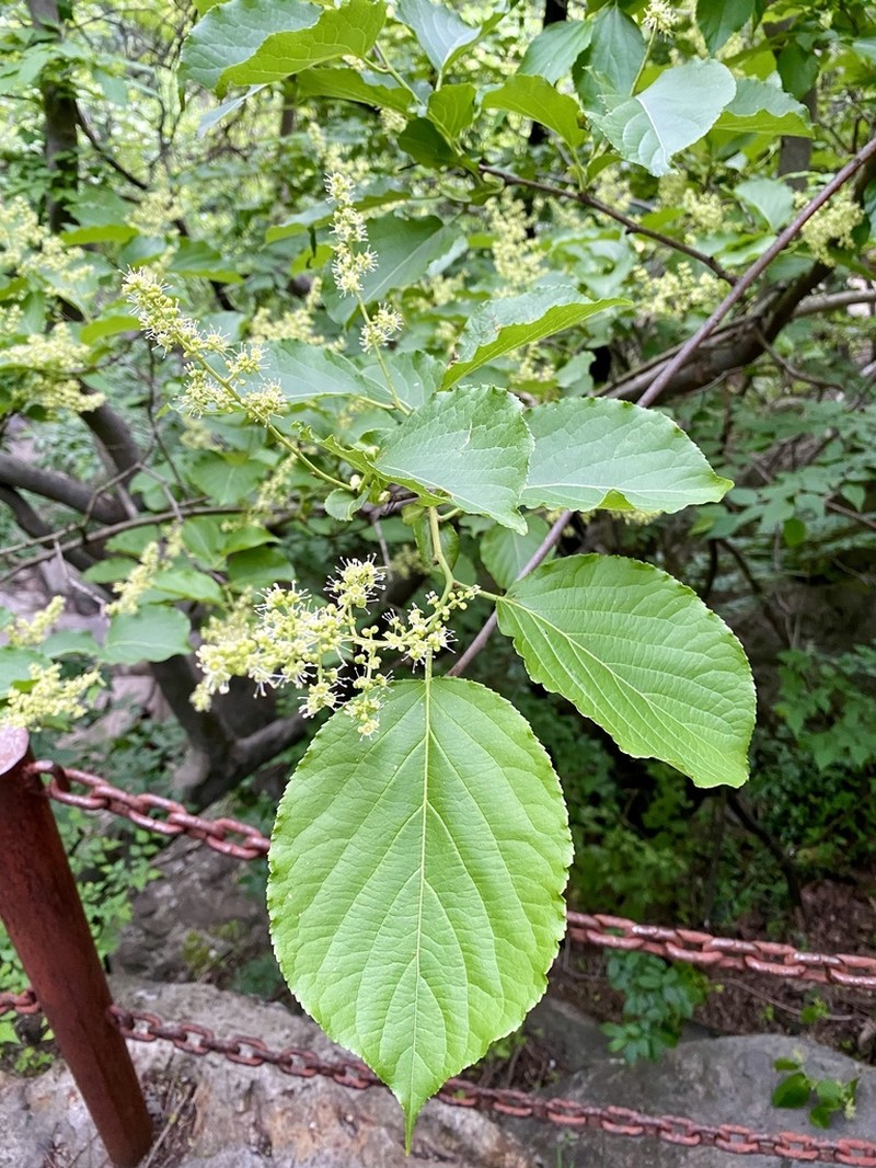 Cornus walteri photo 7
