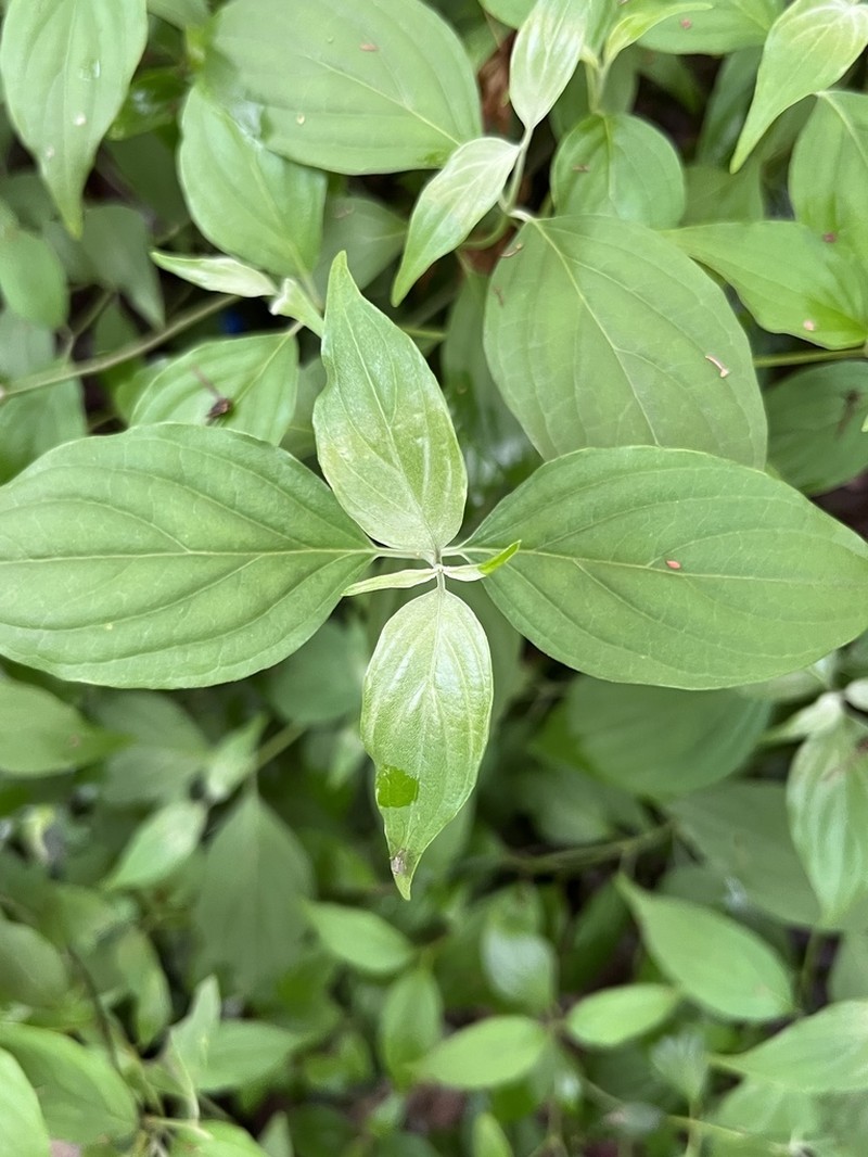 Cornus wilsoniana photo 2